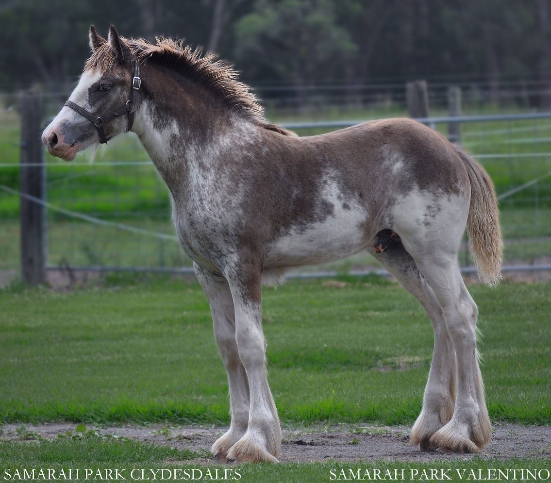 Samath Park Valentino @Samarah Park Clydesdale Stud